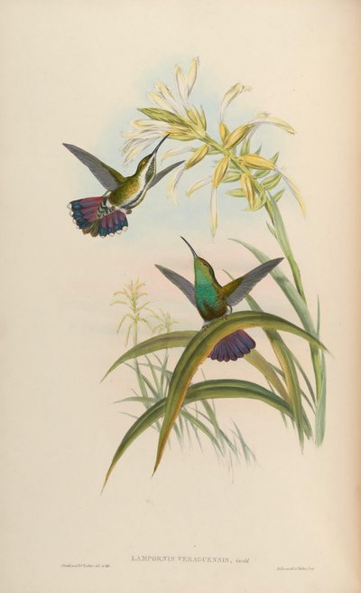 Lampornis veraguensis = Anthracothorax veraguensis by John Gould